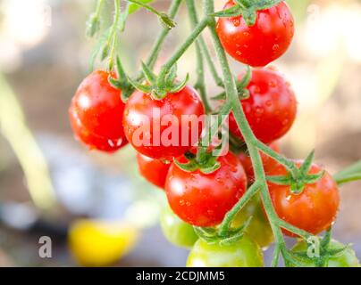 Grappolo di pomodori ciliegini Foto Stock