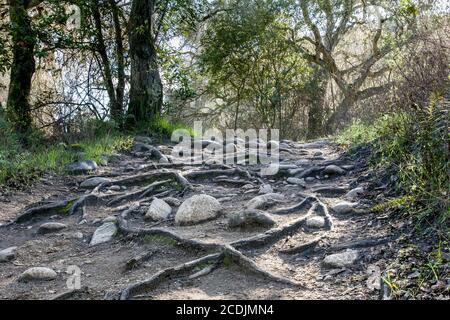 La pioggia ha eroso il sentiero, lasciando rocce e radici di albero gnarled Foto Stock