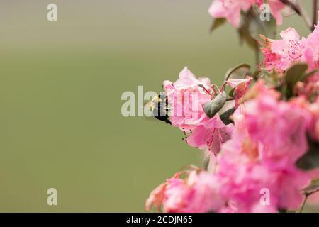 Un'ape bumble atterra su un fiore rosa di azalea Foto Stock