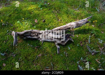 Il tronco di un albero morto in una radura Sunny. Il serpente è sdraiato sul muschio. Fauna selvatica. Foto Stock