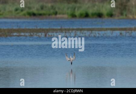 Terna whiskered, Chlidonias hybrida, immersione in lago per cibo; in zona di allevamento, Brenne, Francia. Foto Stock