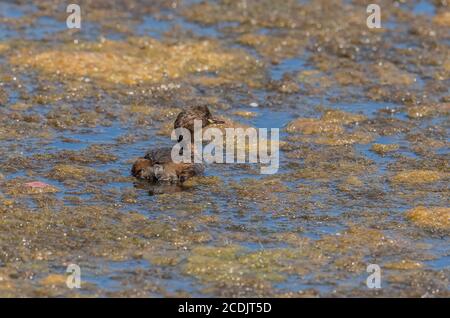 Piccolo gressere, Tachybaptus ruficollis, che si nutre nel lago. Foto Stock