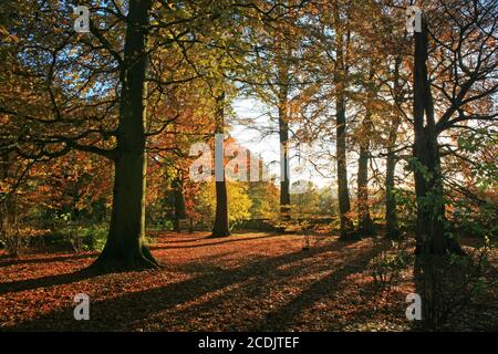 Sole pomeridiano attraverso gli alberi al Calke Abbey Park Foto Stock