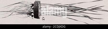 . Alcuni effetti di un costituente del suolo organico nocivo . Bui. 70, Bureau of Soils, Dipartimento di Agricoltura degli Stati Uniti. Piastra III. X r^ r. r ^ o-t^ Hi:: ^o as--* ^-3 cr = r ERX 3 - = -j^ -:? 2 cr^ -  - •AE-5 5 5 = 3=-^:^ X X j;  X «&lt; S-- = o. Foto Stock