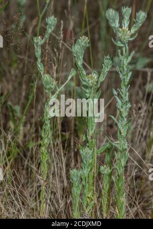Cucciolo comune, filago vulgaris, in fiore su pista heathy. Foto Stock