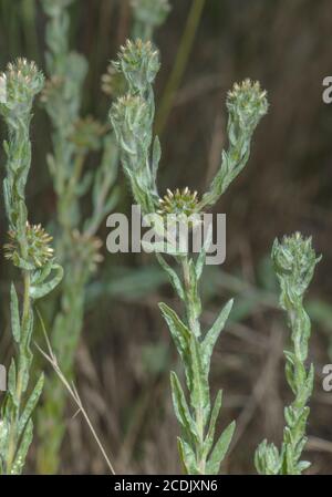 Cucciolo comune, filago vulgaris, in fiore su pista heathy. Foto Stock