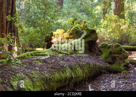 Fallen Giant California Redwood Sequoia Tree overed in Moss Foto Stock
