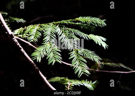 California Redwood aghi di pino dettaglio Foto Stock