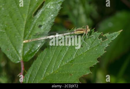 Femmina Damselfly a zampa bianca o Blue fleatherleg, pennipi Platycnemis, sistemati su foglia. Foto Stock