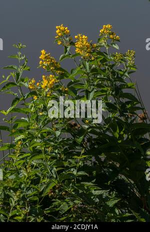 Yellow Loosewlife, Lysimachia vulgaris, che cresce nella vegetazione marginale del lago. Foto Stock