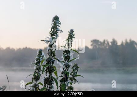 I nettles sono intrecciati con i ciottwebs nella mattina presto Foto Stock