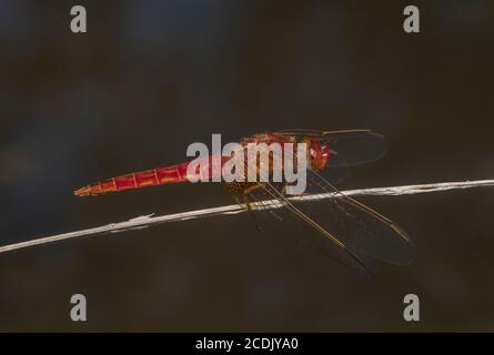 Scarlatto largo maschile, Crocotemis erythraea, arroccato sul lago. Francia. Foto Stock
