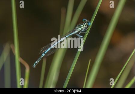 Maschio Dasselfly a zampa bianca o Blue fleatherleg, pennipi Platycnemis, sistemati su foglia. Foto Stock