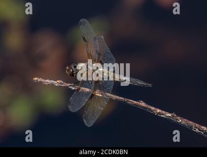 Adulto quattro-spotted Chaser, Libellula quadrimaculata, arroccato sul ramo che sovrasta lago. Foto Stock