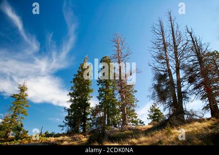 Pendii del Bryce Canyon. Utah. STATI UNITI Foto Stock