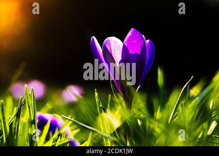 primo piano di un crocus in un prato verde alla luce del sole e sfondo nero Foto Stock