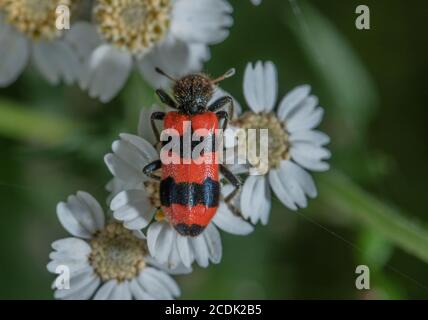 Beetle che mangia api, Trichodes apiarius, che si nutre di fiori di Sneezewart; le larve sono parassiti di covata delle api. Foto Stock