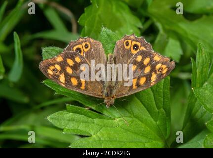 Legno spacchiato, Pararge aegeria aegeria, in forma più arancione sud. Francia. Foto Stock