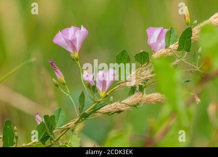 Erbaccia di campo, Convolvulus arvensis, in fiore, gemendo intorno alle erbe. Foto Stock