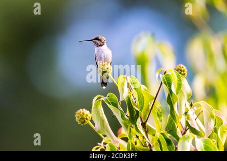 Closeup di un giovane maschio Ruby-thorated Hummingbird appollaiato in un albero Foto Stock