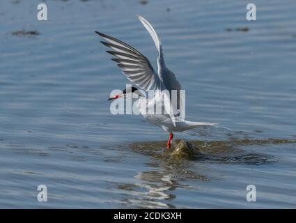 Terna comune, Sterna hirundo, decollo dopo immersione, caccia di pesce nella laguna costiera, durante la stagione di allevamento. Foto Stock