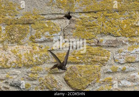 Swift comune, Apus apus, intorno al sito di nidificazione in vecchio muro di casa di pietra. Foto Stock