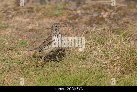 Pascolo prato, Anthus pratensis, alimentazione in breve prateria costiera, estate. Foto Stock