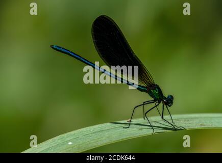 Maschio bella Demoiselle, Calopteryx virgo, arroccato su foglia. Foto Stock