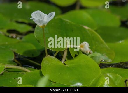 Massa di rana-bit galleggiante, Hydrocharis morsus-ranae, in stagno. Foto Stock