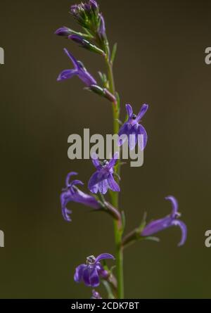 Spike of Heath lobelia, Lobelia urens, in fiore. Pianta rara nel Regno Unito. Foto Stock