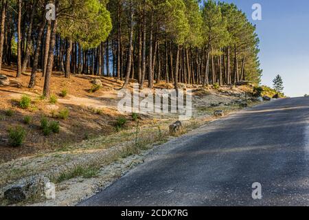 Pineta europea vista dal bordo di una strada. Parco nazionale di Guadarrama. Madrid. Spagna Foto Stock