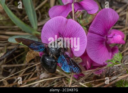 Femmina Violet Carpenter Bee, Xylocopa violacea, in visita di ampio lievito di piselli eterno, Lathyrus latifolius. Foto Stock