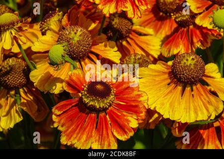 Helenium Moerheim Beauty flowers Orange Helenium Helens flower, Foto Stock