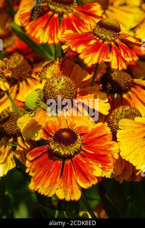 Helenium Moerheim Beauty agosto fiori Helenium Orange Foto Stock