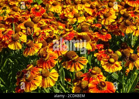 Helenium 'Moerheim Beauty' Orange Helenium fiori Helens fiore metà estate giardino fiori piante perenni hardy Foto Stock