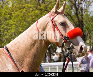 Ritratto di cavallo Foto Stock