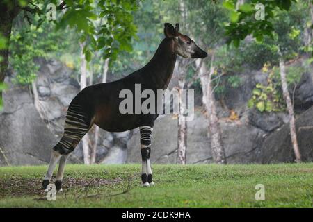 Okapi, okapia johnstoni, maschio sotto la pioggia Foto Stock