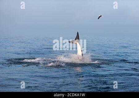 Il grande squalo bianco Carcharodon carcharias, ADULTI VIOLARE FALSE BAY IN SUD AFRICA Foto Stock