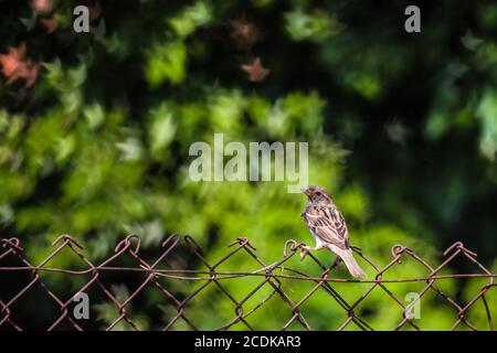 Sparrow su filo. Piccolo passero marrone selvaggio su recinzione. Stonechat europeo (Saxicola rubicola). Passerotto casa su filo spinato con BE Foto Stock