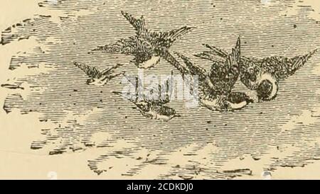 . Miami Woods, un matrimonio d'oro, e altre poesie . t - una profondità di gioia, che whelms, come il lone, notte stellata, il nostro essere intellettuale, in un labirinto, dove fantasia, piacevole, bewilderd, stellato, gioca - ora floundering in culo, ora reveling in gloria, come un raggio il buio doth illume: Poi scoppia la giornata perfetta, e la visione pulita vaga e freeThrough i regni starrd della vasta Infinito. Morn sulle colline-cime! Hark!il basso di kine si gonfia da yon verde vale, con canto di prato-lark, e allegra nota di quaglia; e l'hip-halloo! Del mucca-ragazzo selvaggio, viene, morbido e musicale, e pieno di gioia. T Foto Stock