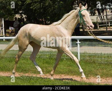 Ritratto di akhal-teke cavallo Foto Stock