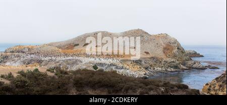 I cormorani di Brandt a Point Lobos Foto Stock