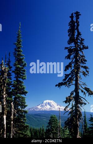 Mt Adams da Goat Ridge, Goat Rocks Wilderness, Mt Baker-Snoqualmie National Forest, Washington Foto Stock