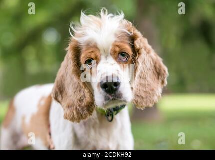 Un cane di razza mista Cocker Spaniel con ectropion o drooping palpebre Foto Stock