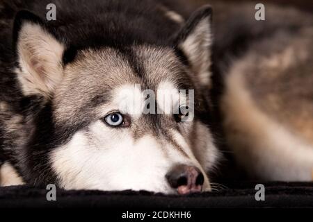 Cane di razza incrociata tra Husky e malamut che depone Foto Stock