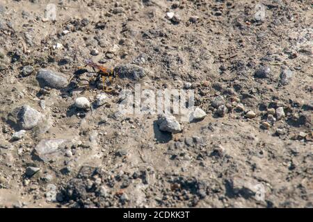 Dauber di fango nero e giallo (Drury del caementarium di Sceliphron) A Bergamo Italia Foto Stock