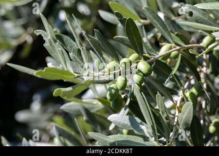 Olivo (Olea europaea) che cresce a Bergamo Italia Foto Stock