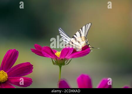 Farfalla a coda di rondine che si nutrisce su un fiore Cosmos a Bergamo in Italia Foto Stock