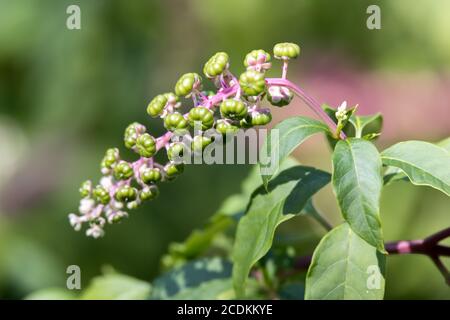 Pokeweed (Phytolacca americana) bacche maturano a Bergamo Italia Foto Stock