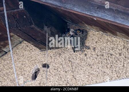 European Barn Swallow (Hirundo rustica) che allattano i bambini nel nido Foto Stock